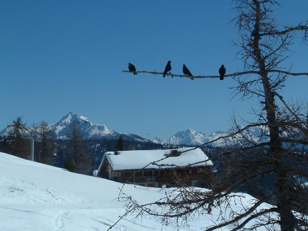 Mecki'S Dolomiten Panorama Stubn Debant Habitación foto